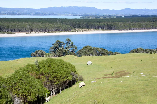 背後にあるマウンガヌイ山リゾートタウンの田園風景とマタカナ島の風景 ニュージーランド — ストック写真