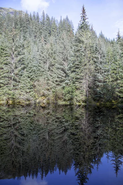 Der Malerische Sommerblick Auf Den Wald Und Das Ruhige Wasser — Stockfoto