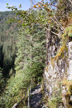 Juneau kasabası Mendenhall Buzul Parkı 'ndaki (Alaska) raylarla korunan dar bir patikanın manzarası).