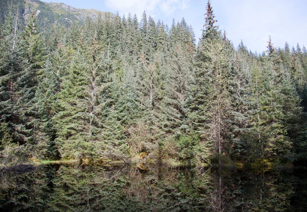 Vue Panoramique Une Forêt Lac Très Calme Avec Des Reflets — Photo