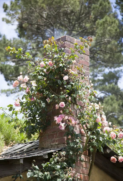 在新西兰的公园里 一个童话般的房子烟囱被粉红的玫瑰环绕着 近景尽收眼底 — 图库照片