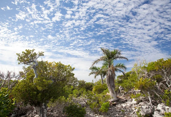 Het Schilderachtige Uitzicht Schilderachtige Lucht Wildernis Half Moon Cay Onbewoond — Stockfoto