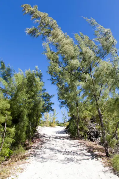 ハーフムーンケイ無人島 バハマ の砂浜の歩道上の傾いた木の景色 — ストック写真