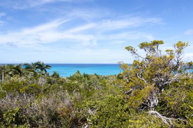 Half Moon Cay 'deki tropikal orman manzarası ıssız ada ve turkuaz renkli Karayip Denizi (Bahamalar)).