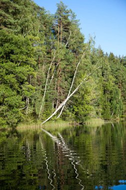 Öğleden sonra Baltis Gölü 'nün üzerindeki eğilmiş ağaçların ve yansımalarının görüntüsü (Litvanya).