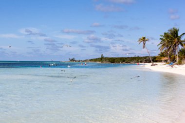 Küçük Stirrup Cay Adası 'nda (Bahamalar) uçan martılarla dolu bir turistik plaj manzarası).