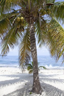Grand Cayman adasında hindistan cevizli bir palmiye ağacı manzarası Yedi Mil Sahili (Cayman Adaları)).