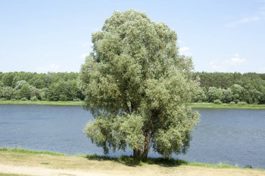 Birstonas tatil köyünde (Litvanya) Neman Nehri kıyısında büyüyen üç gövdesi olan tek bir ağacın manzarası).