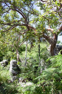Little Stirrup Cay 'de ıssız bir adada (Bahamalar) gizlenmiş harabelerin manzarası).