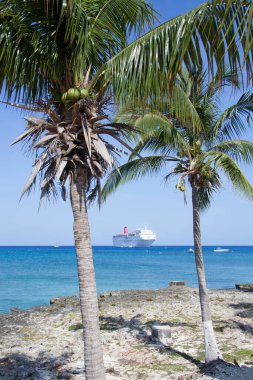 İki Büyük Cayman adası palmiye ağacının bir dalda oturması ve arka planda sürüklenen bir yolcu gemisinin görüntüsü (Cayman Adaları)).