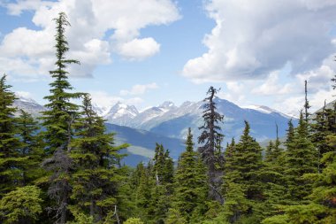 Yazın Skagway kasabasının dışında bir arka planda bir orman ve karlı dağların manzarası (Alaska)).