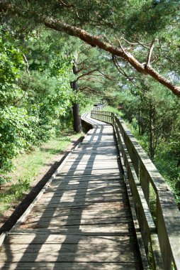 Manzaranın tadını çıkarmak için Ardıç Vadisi boyunca uzanan tahta patika (Litvanya)).