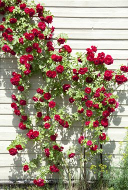 Birstonas tatil köyündeki (Litvanya) ahşap konut evinin yanındaki kırmızı güllerin tırmanışı).