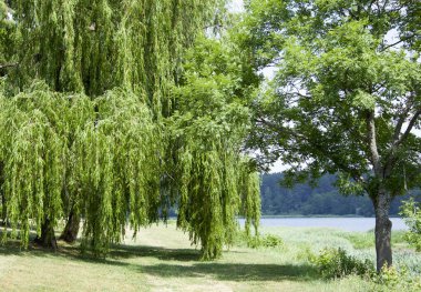 Neman Nehri (Litvanya) kıyısındaki Birstonas tatil köyünün yaz manzarası).