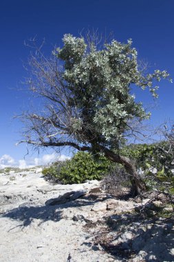 Küçük Stirrup Mağarası 'ndaki yarı kuru ağaç manzarası (Bahamalar)).