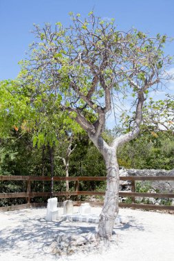 Küçük Stirrup Cay üzerinde bulunan ünlü korsan Karasakal mezarlığının yanında büyüyen ağaç (Bahamalar)).