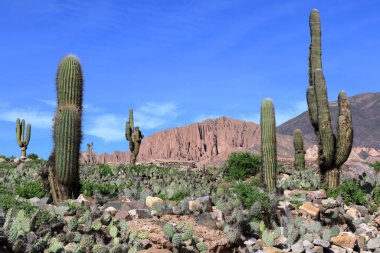 Jujuy eyaletindeki Pucara de Tilcara öncesi arkeoloji sahasındaki kaktüslü manzara (Arjantin)).