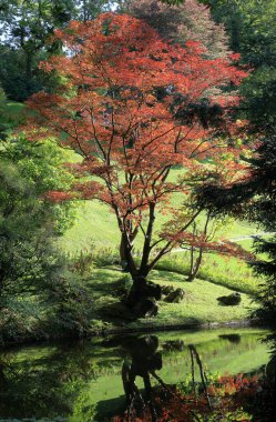 Bellagio turizm kasabasında (İtalya) botanik bahçesi manzarası).