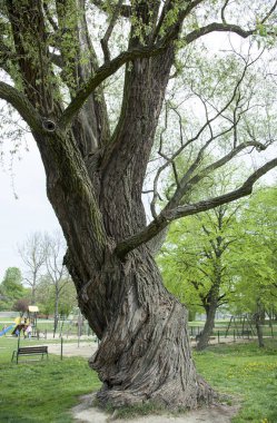 Lublin şehir parkında (Polonya) hükümet tarafından korunan Beyaz Söğüt ağacı manzarası doğanın bir anıtı olarak görülür.). 