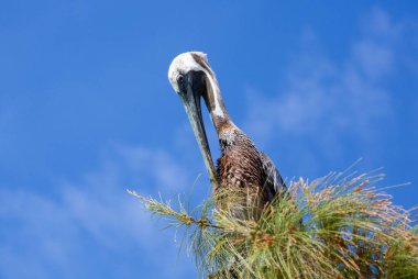 Küçük Stirrup Cay plajında (Bahamalar) bir ağacın tepesinde oturan büyük bir pelikanın yakın görüntüsü).