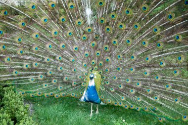 Bir tavus kuşunun ve onun renkli kuyruk tüylerinin Lublin şehir parkındaki (Polonya).