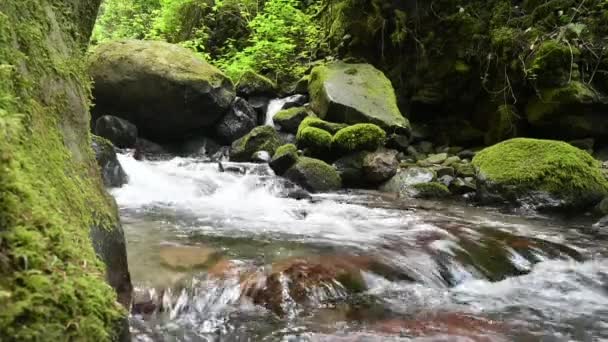 Cascade Eau Nature Intérieur Forêt Horizontale — Video