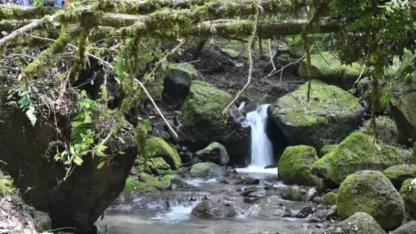 Queda Água Cascata Natureza Dentro Floresta Horizontal — Vídeo de Stock