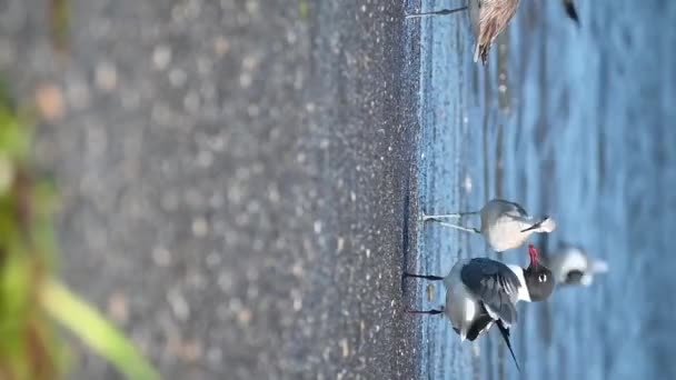 Многие Морские Птицы Воды Питаются Рыбой Вертикальная — стоковое видео