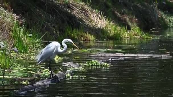 Pesca Garça Branca Lago Xochimilco México — Vídeo de Stock