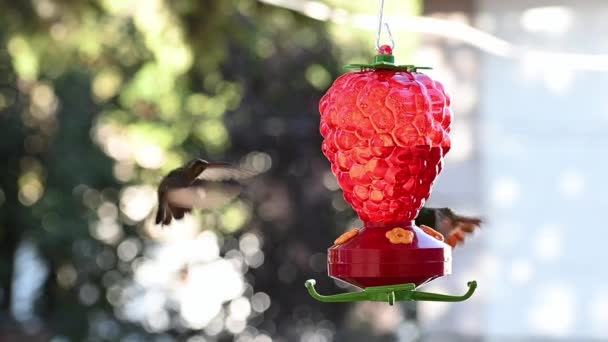 Kolibry Latające Pijące Czerwonego Pijaka — Wideo stockowe