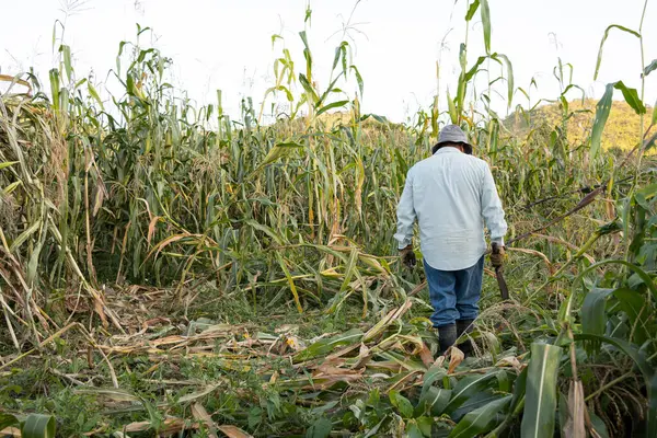 Arkası dönük Meksikalı çiftçi mısır tarlasında çalışıyor.