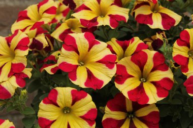 Bir grup güzel sarı ve kırmızı çizgili petunya çiçekli bahçede asılı bir sepetin içinde.