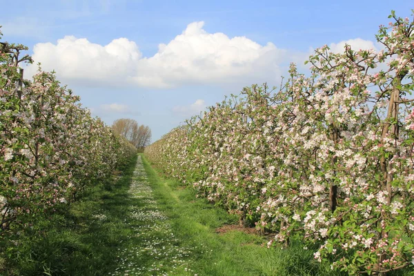 stock image two rows of apple trees in an orchard in holland in springtime with beautiful pink blossom flowers and green grass and a blue sky