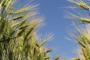 Arpa bitkilerinin alçak açılı görüntüsü ve kırsal kesimde ilkbaharda bir tarlada sıraların arasında mavi bir gökyüzü