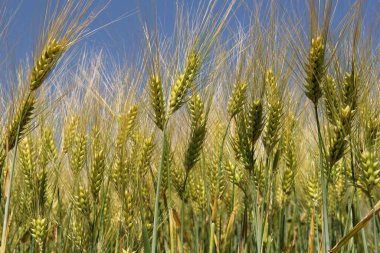 a row beautiful  barley ears closeup in a field in the dutch countryside in springtime clipart