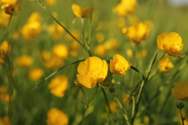 İlkbaharda bir çayırda güzel sarı çiçekleri olan bir düğün çiçeği.