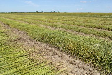 Yazın Hollanda kırsalında tohum dolu sıralı keten bitkilerle dolu bir tarla.