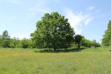 Bahar mevsiminde arka planda bataklık orkideleri, düğün çiçekleri ve büyük bir ağaç ve mavi gökyüzü olan çiçekli bir çayır.
