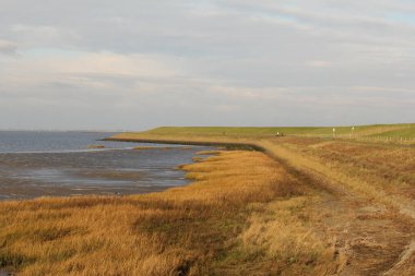 Kışın deniz ile lezbiyen arasında çamurlu düzlükler ve renkli otlarla Batı Schelde Denizi 'nin güzel Hollanda sahili.