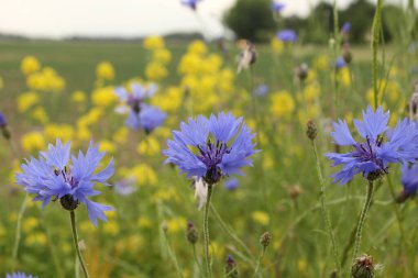 three blue cornflowers closeup with yellow white mustard in the field margin in zeeland, holland in springtime