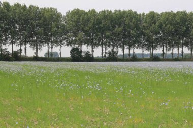 a flax field with blue flowers and a row of trees in the countryside in zeeland, the netherlands at a dry period in springtime