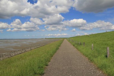 a beautiful dutch coast landscape in zeeland in springtime with a road at the green seawall with sheep, along the westerschelde sea with mudflats and a deep blue sky with clouds