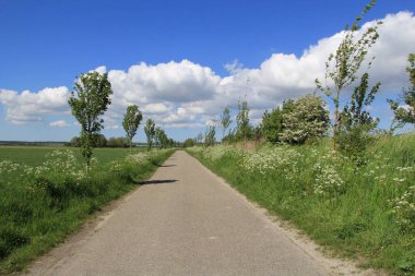 Beyaz inek maydanozu, küçük ağaçlar ve baharda bulutlu mavi gökyüzü olan yeşil bir köy yolu.