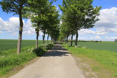 İlkbaharda Hollanda kırsalındaki yeşil tarlalar arasında ağaçların olduğu bir köy yolu.