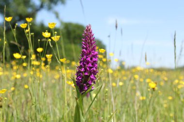 a big purple wild orchid closeup in a wet grassland with yellow buttercups at a sunny day in springtime