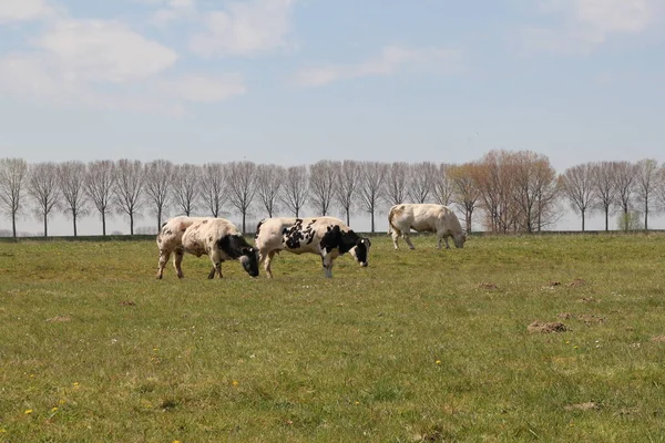 Drie Koeien Grazen Een Groene Weide Met Bomen Het Nederlandse — Stockfoto