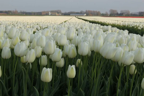 Hollanda Nın Kırsalında Bir Çiçek Tarlasında Çiçek Tarlasında Büyük Bir — Stok fotoğraf