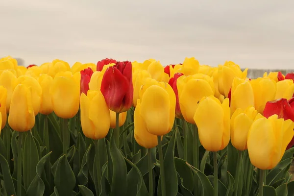 Группа Желтых Тюльпанов Красным Луковичном Поле Сельской Местности Предгорьях Весной — стоковое фото