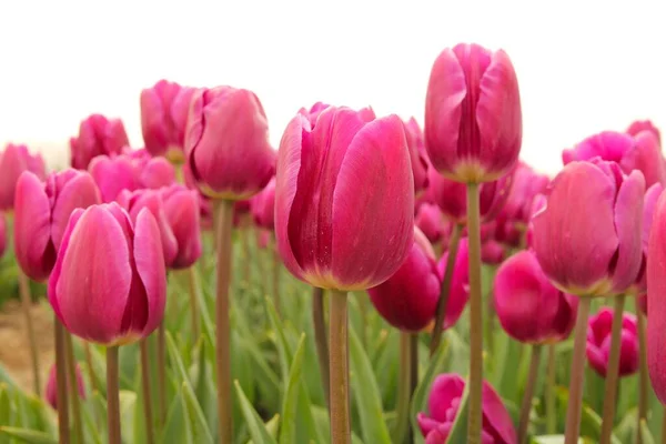 Группа Фиолетово Фиолетовых Тюльпанов Растет Весной Луковичном Поле — стоковое фото