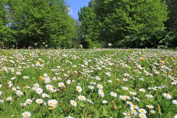 a meadow with a lot of little daisies and big green trees in the background in a city park in springtime